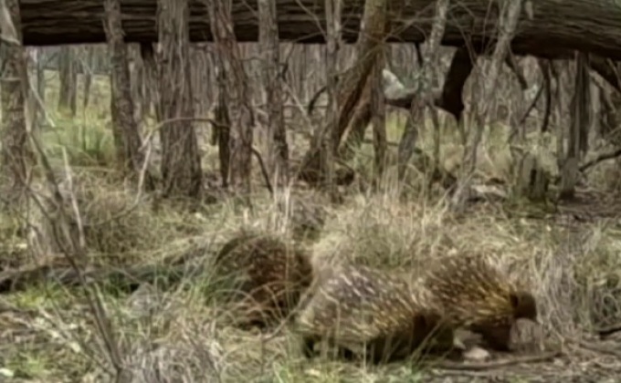 “ตัวกินมดหนาม” ในออสเตรเลีย