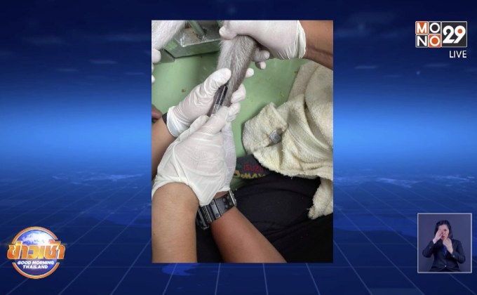 “เจ้าก็อตซิลลา” ยอมให้ จนท.ตรวจเลือด