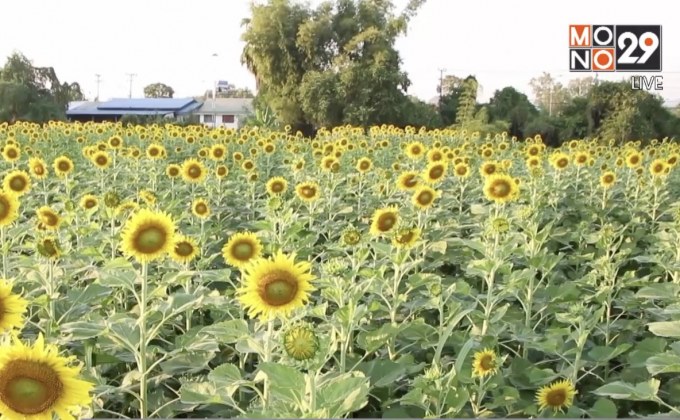 สีสันทุ่งดอกทานตะวัน จ.พิษณุโลก