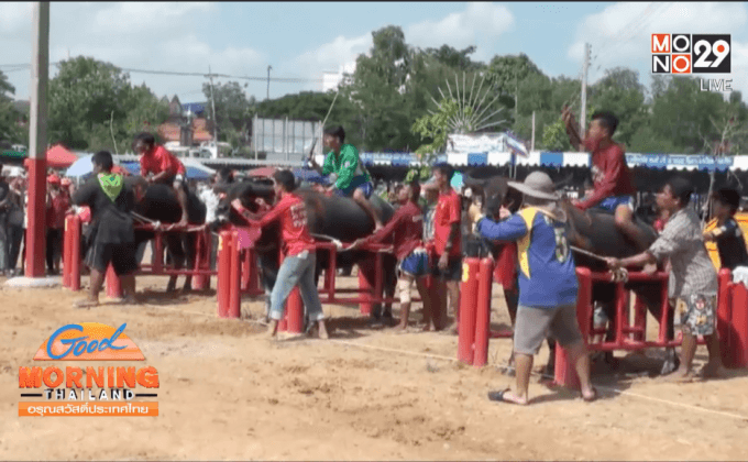 ประเพณีวิ่งควาย จ.ชลบุรี คึกคัก