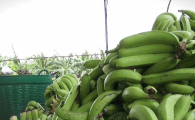 ใครได้ประโยชน์จาก…สวยกล้วยทุนจีน