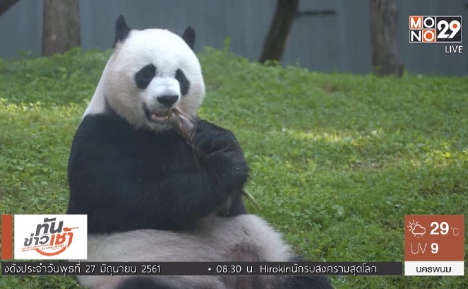 สวนสัตว์สหรัฐฯ ลุ้นแพนด้ายักษ์ตั้งท้อง