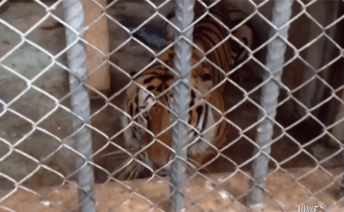 ย้ายเสือวัดป่าหลวงตามหาบัว