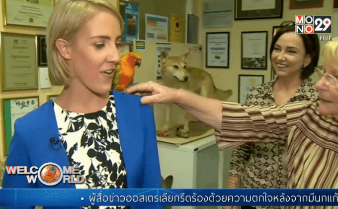 นกแก้วเกาะไหล่ผู้สื่อข่าวในออสเตรเลีย