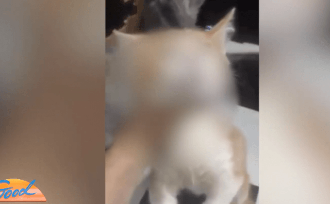 ตำรวจเตรียมดำเนินคดีชายถ่ายคลิปทำร้ายแมว