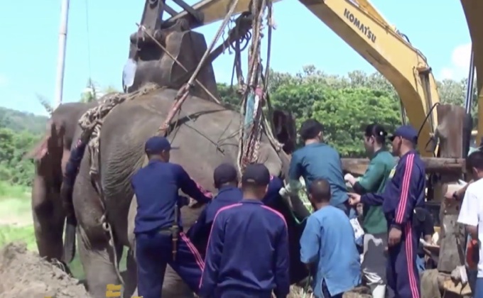 ช้างป่าพลัดตกคลองล้มแล้ว