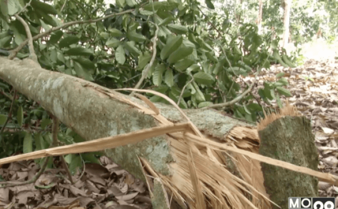 ช้างป่าทำลายพืชผลการเกษตร จ.สุราษฎร์ธานี