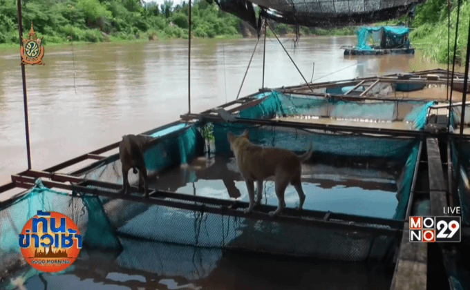สุนัขแสนรู้ เฝ้ากระชังปลาแทนเจ้านาย