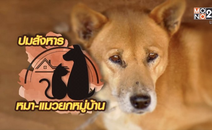 คุยครบกับพบเอก : ปมสั่งฆ่าหมา-แมว 200 ชีวิต… ยับยั้งโรคหรือทารุณกรรมสัตว์