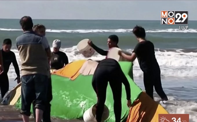 ช่วยเหลือวาฬเกยตื้นริมชายหาดอาร์เจนตินา