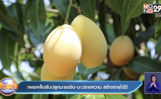 เผยเคล็ดลับปลูกมะยงชิด-มะปรางหวาน สร้างรายได้ดี