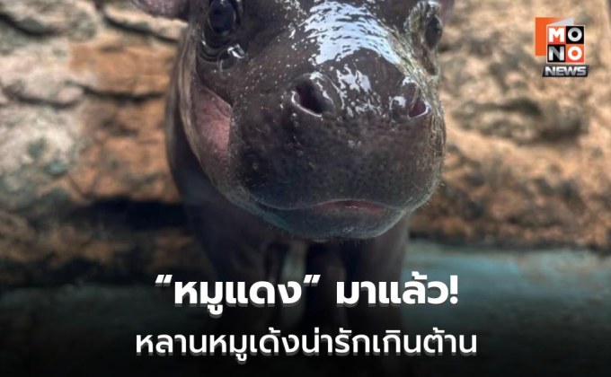 เปิดตัว “หมูแดง” ลูกฮิปโปแคระ ดาวเด่นสวนสัตว์โคราช