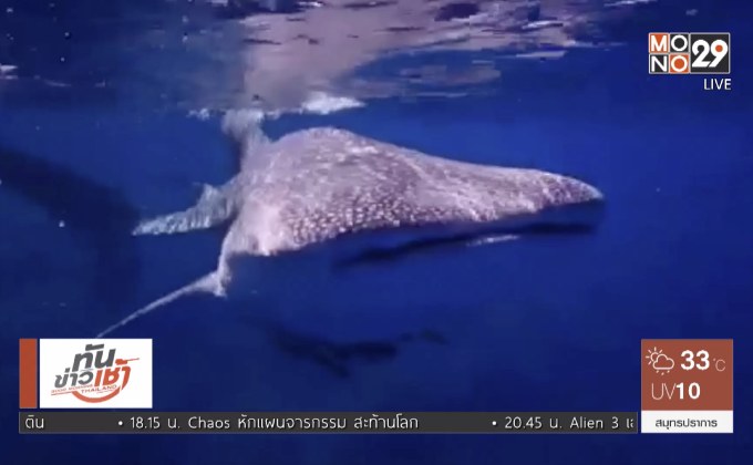 ฉลามวาฬว่ายน้ำหยอกล้อนักท่องเที่ยว