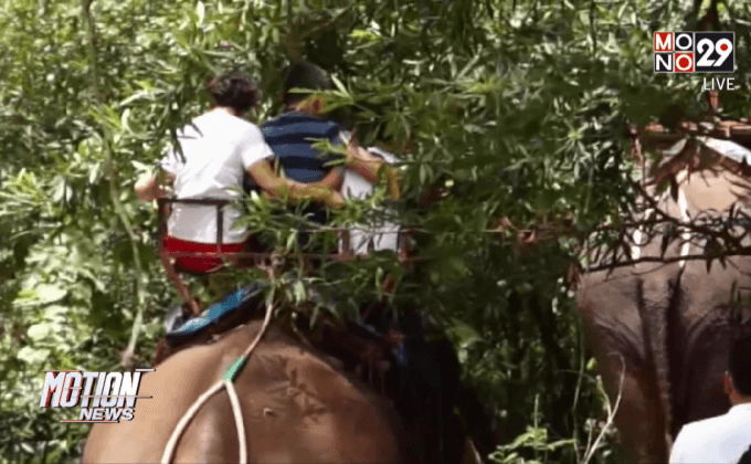 ช้างท่องเที่ยวทำร้ายควาญช้างเสียชีวิต