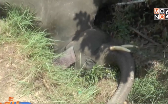 ไฟฟ้าช็อตช้างล้มตัวที่ 3 ในรอบ 6 เดือน จ.ฉะเชิงเทรา