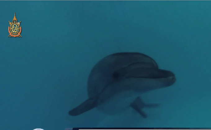 พัฒนาเทคโนโลยีโซนาร์ตามโลมาปากขวด