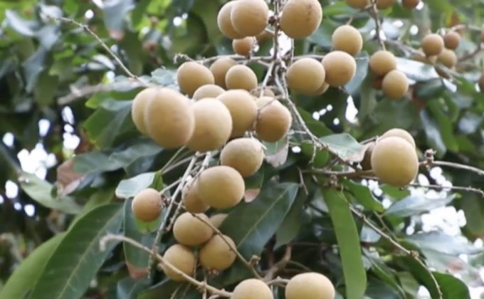 ลำไยราคาต่ำสุดเป็นประวัติการณ์