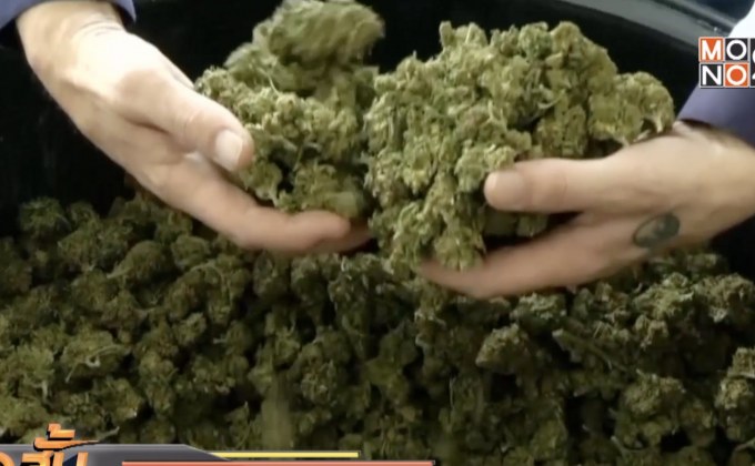 ก.ยุติธรรมจับตานโยบายกัญชาเสรี