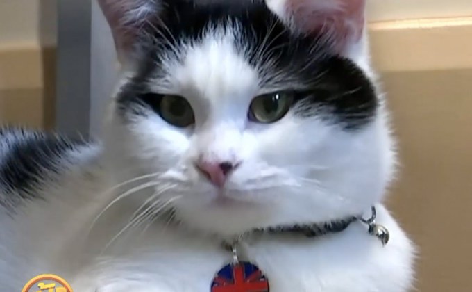 สถานทูตอังกฤษในจอร์แดนแต่งตั้ง “หัวหน้าฝ่ายจับหนู”