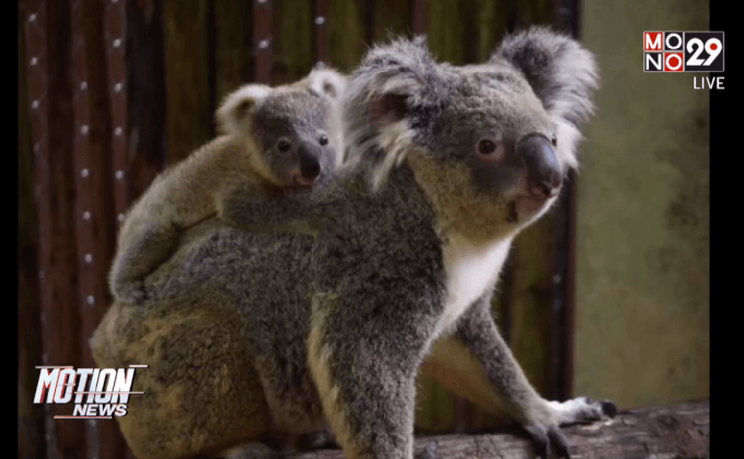 สวนสัตว์เปิดเขาเขียว เปิดตัว “ลูกโคอาลา”