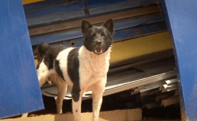 สิทธิสัตว์ … สิทธิคน