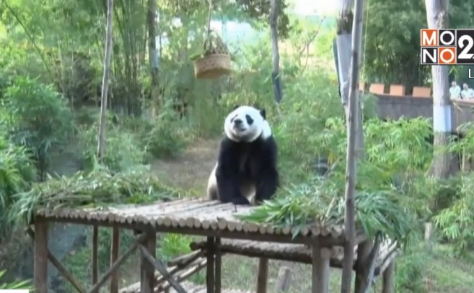 สวนสัตว์เชียงใหม่จัดกิจกรรมแพนด้ากลางแจ้ง