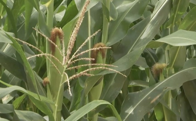 เตรียมเสนอ ครม.พิจารณาประกันรายได้ข้าวโพด