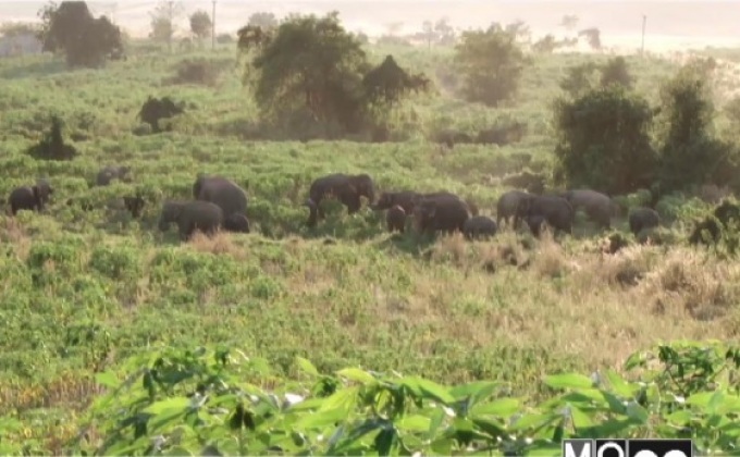 ช้างป่ากว่า10 ตัวยังไ​ม่กลับขึ้นเขาที่จ.จันทบุรี