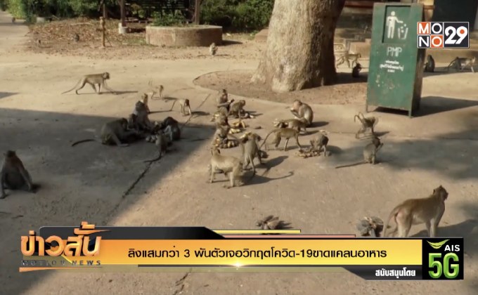 ลิงแสมกว่า 3 พันตัวเจอวิกฤตโควิด-19 ขาดแคลนอาหาร