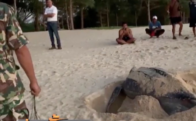 วางกำลังดูแลไข่เต่ามะเฟือง จ.พังงา