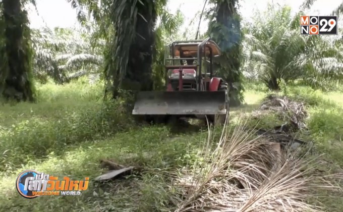 ใช้เครื่องตัดหญ้าแทนสารเคมีอันตราย จ.ตรัง