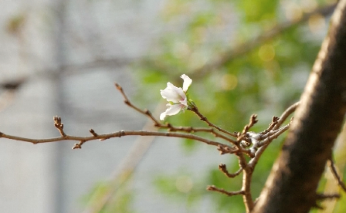 ดอกซากุระในญี่ปุ่นบานก่อนกำหนด