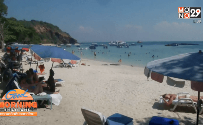 พัทยาเตรียมจับลิงกัดเด็กรัสเซีย