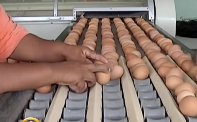 สิงคโปร์เพิ่มโควตานำเข้าไข่ไก่ไทย กว่า 10 ล้านฟอง