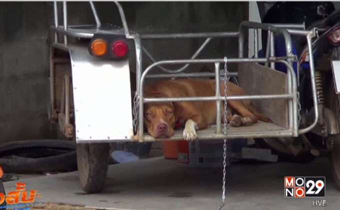 แจ้งข้อหาเจ้าของสุนัขพิทบูลกัดยาย 83 ปี