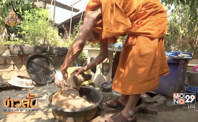 เตือนคน-สัตว์เลี้ยง หาวิธีคลายร้อน ลดโรคฮีทสโตรก