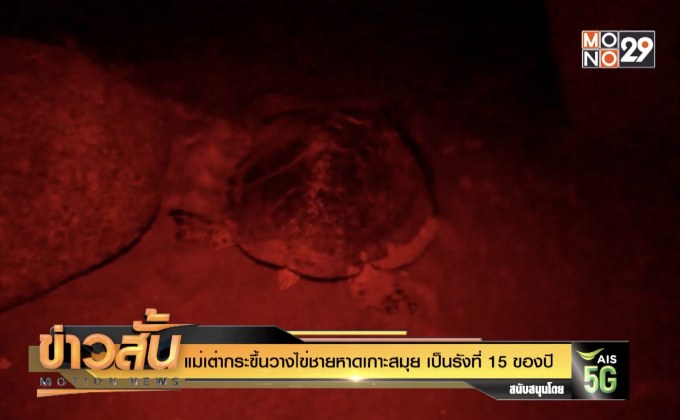 แม่เต่ากระขึ้นวางไข่ชายหาดเกาะสมุย เป็นรังที่ 15 ของปี