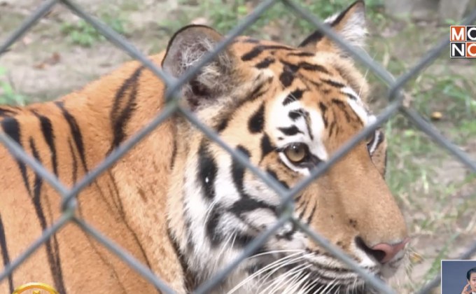 กรมอุทยานฯ เปิดศูนย์ฝึกอบรมการอนุรักษ์เสือโคร่งแห่งแรกที่ห้วยขาแข้ง