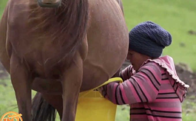 “คามีซ” เครื่องดื่มแอลกอฮอล์จากนมม้า