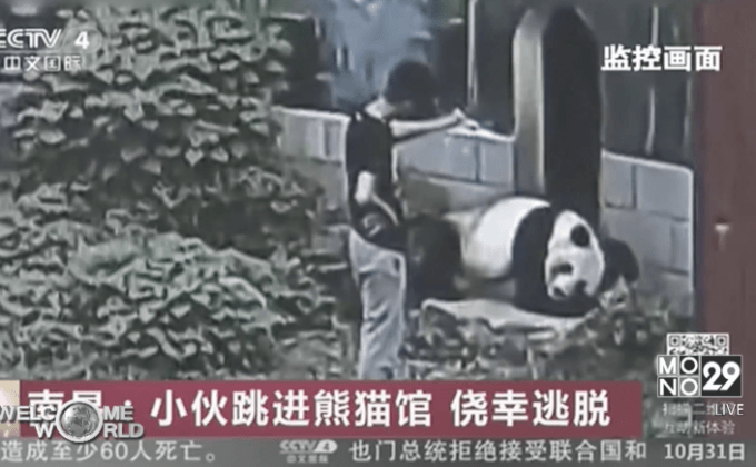 ชายชาวจีนปีนเข้าไปเล่นกับแพนด้ายักษ์