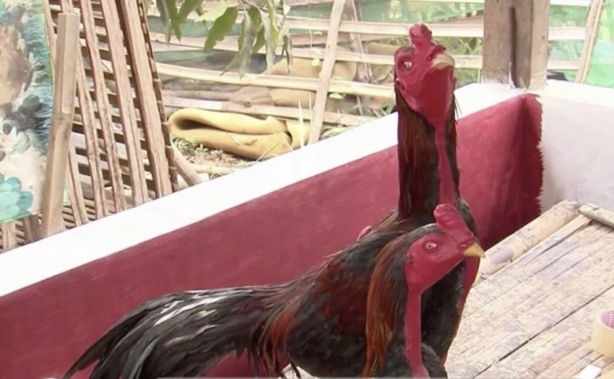 เปลี่ยนขยะให้เป็นรูปปั้นไก่ชน