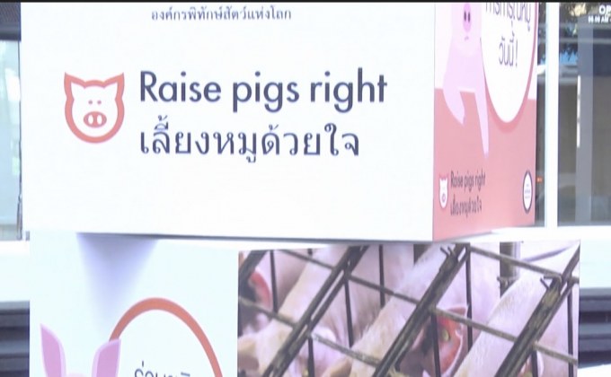 องค์กรพิทักษ์สัตว์แห่งโลก เดินหน้ารณรงค์ “เลี้ยงหมูด้วยใจ”