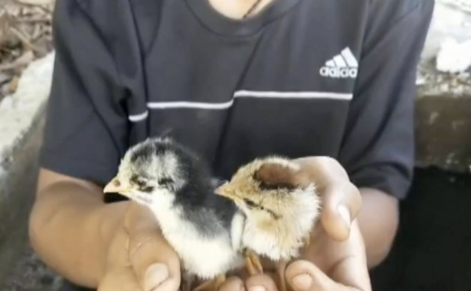 ทุกชีวิตมีค่า! งัดฝาท่อน้ำช่วยลูกเจี๊ยบ