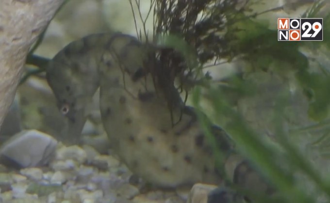 “ม้าน้ำไนซ์น่า” ในแอฟริกาใต้