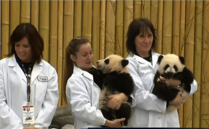 ลูกแพนด้าเกิดใหม่ในแคนาดา