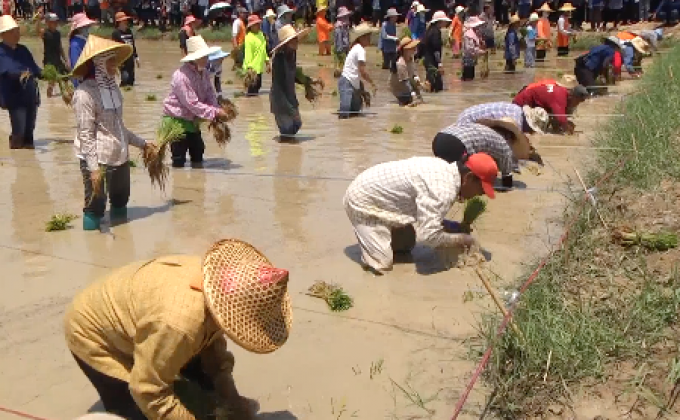 เกษตรกรพะเยา จัดแข่งดำนาเร็ว-ไถนาข้าว