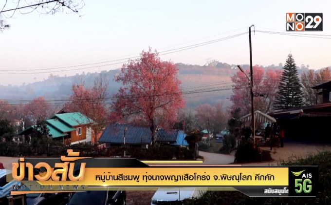 หมู่บ้านสีชมพู ทุ่งนางพญาเสือโคร่ง จ.พิษณุโลก คึกคัก