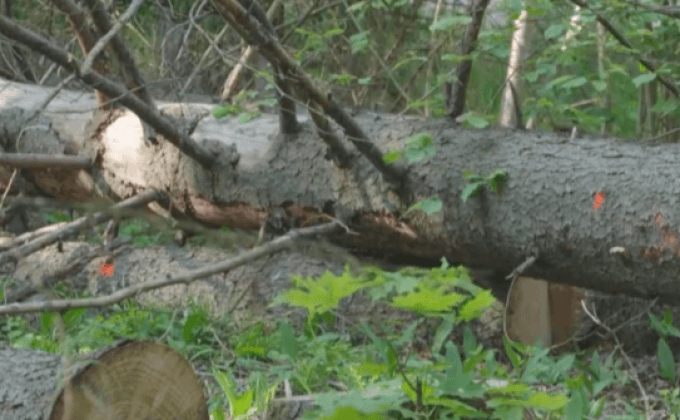 “ด้วงเจาะเปลือกไม้สน” คุกคามป่าในโปแลนด์