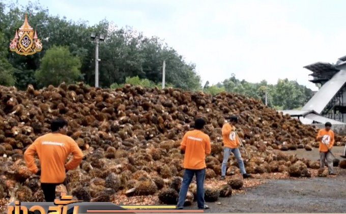 เกษตรกรปาล์มน้ำมันเห็นด้วย กฟผ.นำปาล์มผลิตไฟฟ้า