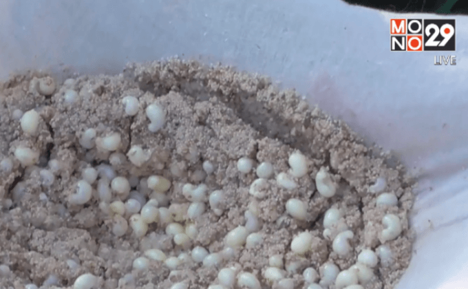 อึ้ง!ราคาไข่แมงมัน กิโลกรัมละ 2,000 บาท